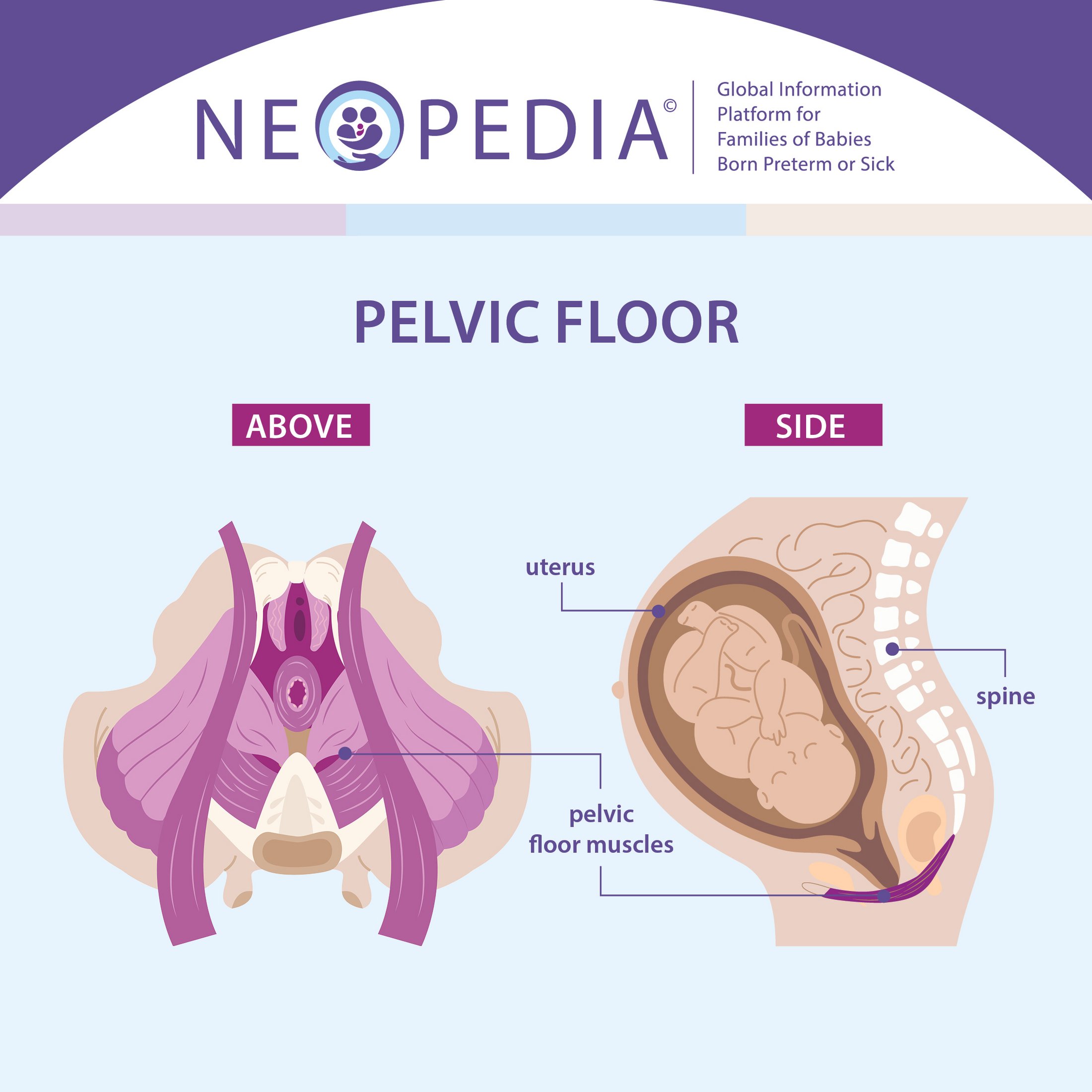 A graphic showing a woman's pelvic floor area