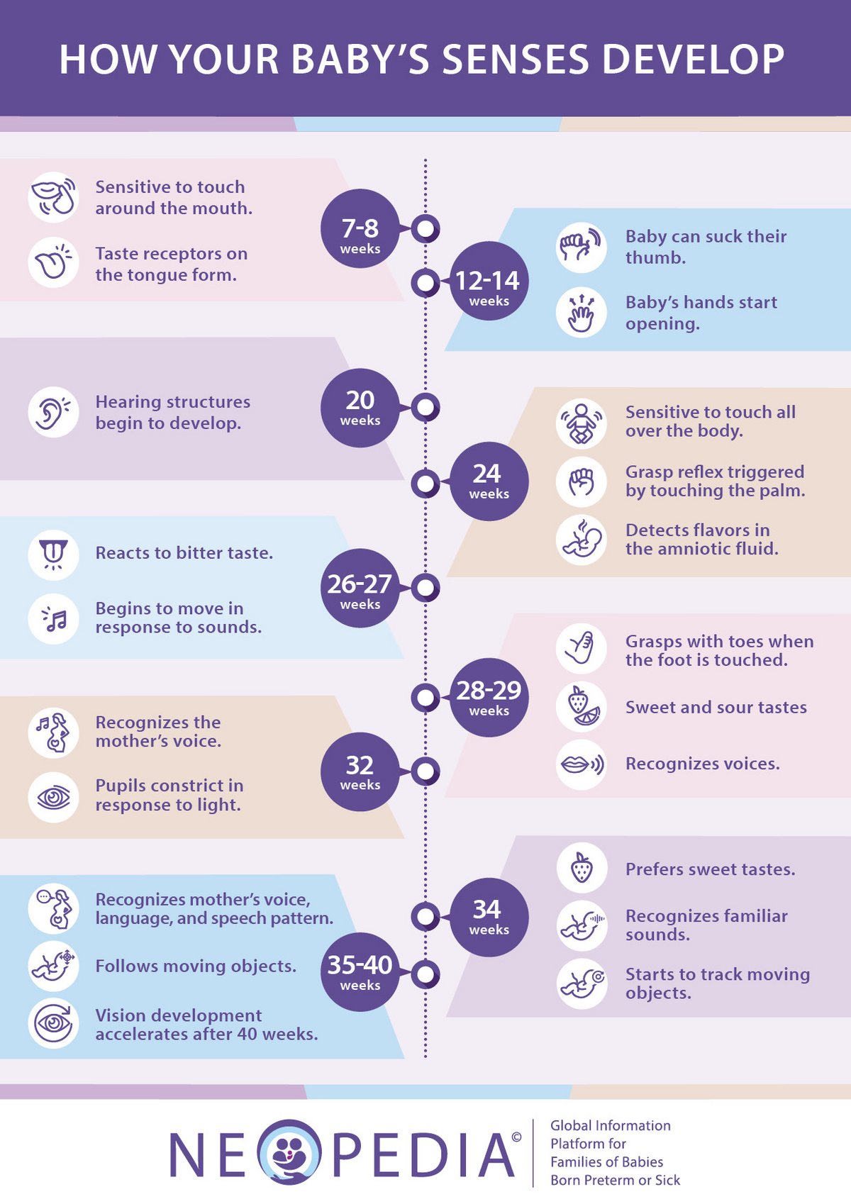 A timeline of how a baby's senses develop from 7 weeks to full term, including touch, taste, hearing, and vision milestones.